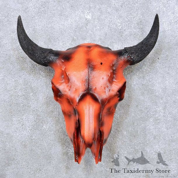 American Buffalo Bison Skull For Sale #14056 @ The Taxidermy Store