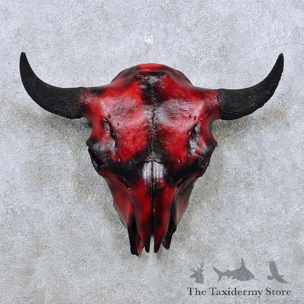 American Buffalo Bison Skull For Sale #14057 @ The Taxidermy Store