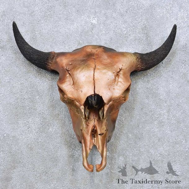 American Buffalo Bison Skull For Sale #14058 @ The Taxidermy Store