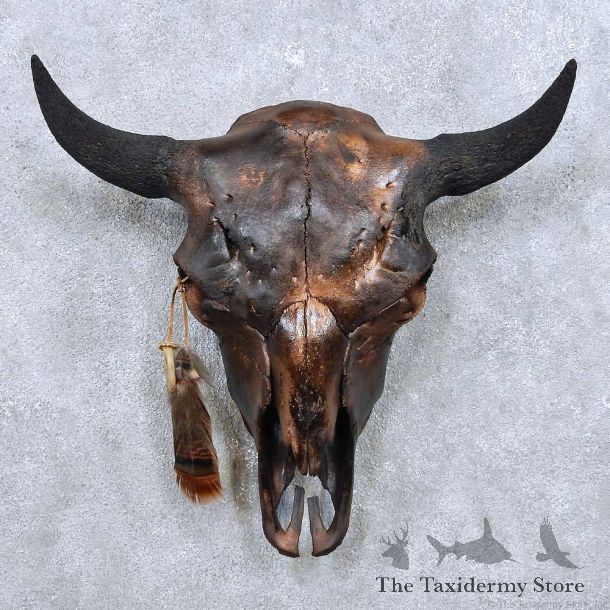 American Buffalo Bison Skull For Sale #14010 @ The Taxidermy Store