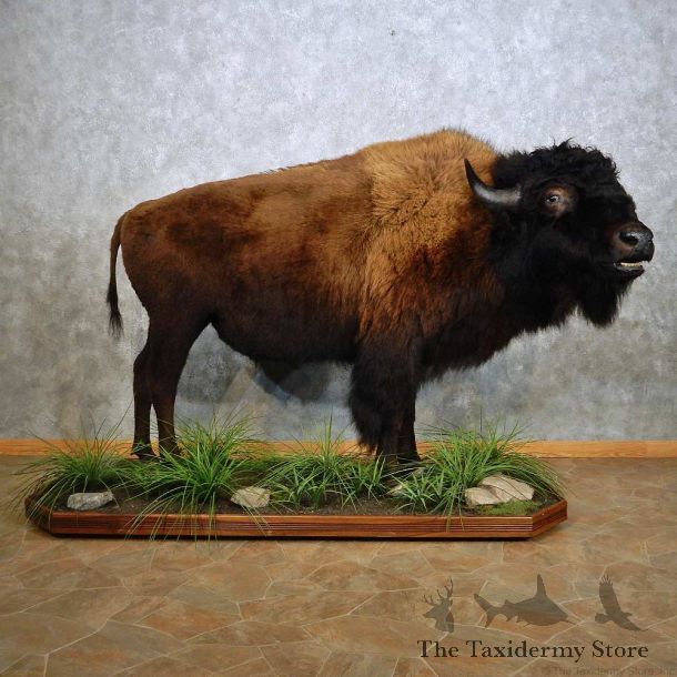 American Buffalo Life-Size Mount For Sale #14914 @ The Taxidermy Store