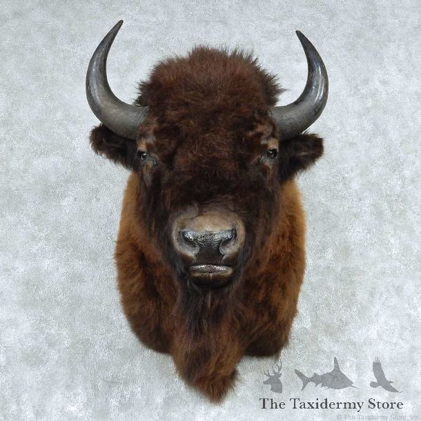 American Buffalo Shoulder Taxidermy Mount #13755 For Sale @ The Taxidermy Store