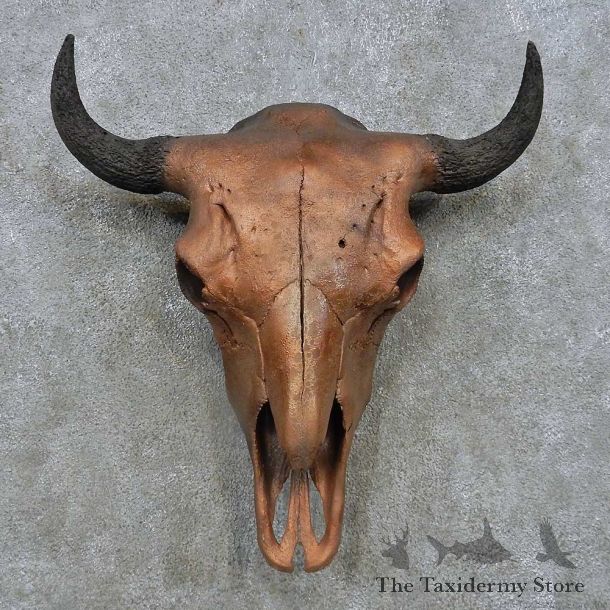Buffalo/Bison Skull Mount For Sale #15153 @ The Taxidermy Store