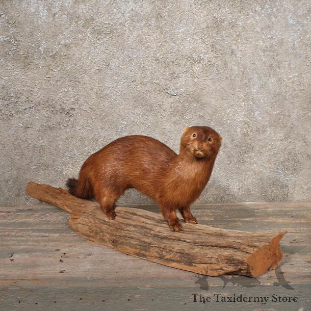 Mink Life Size Mount #10769 - For Sale - The Taxidermy Store
