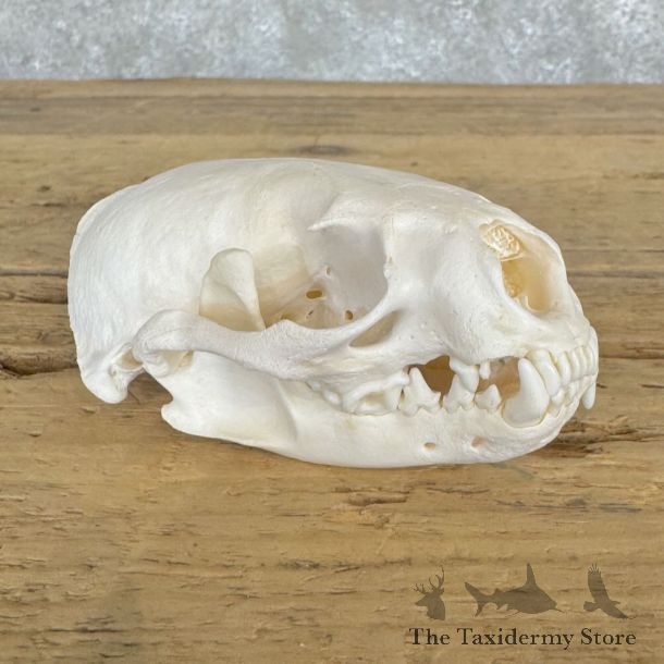 Honey Badger Full Skull Mount For Sale #22062 @ The Taxidermy Store