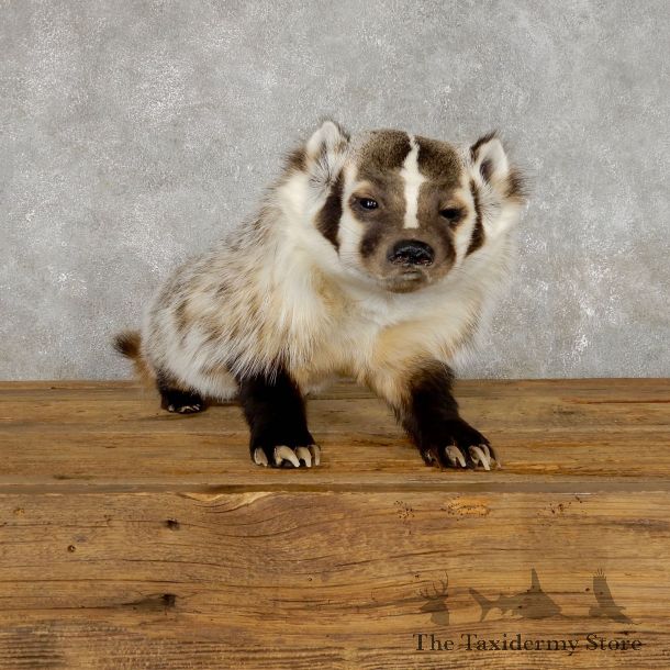 American Badger Life-Size Mount For Sale #19468 @ The Taxidermy Store