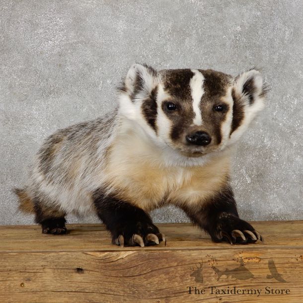 American Badger Life-Size Mount For Sale #19469 @ The Taxidermy Store
