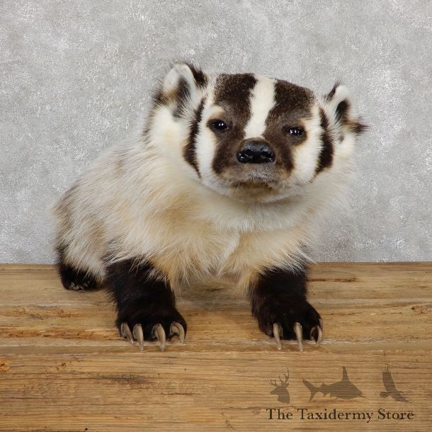 American Badger Life-Size Mount For Sale #19568 @ The Taxidermy Store