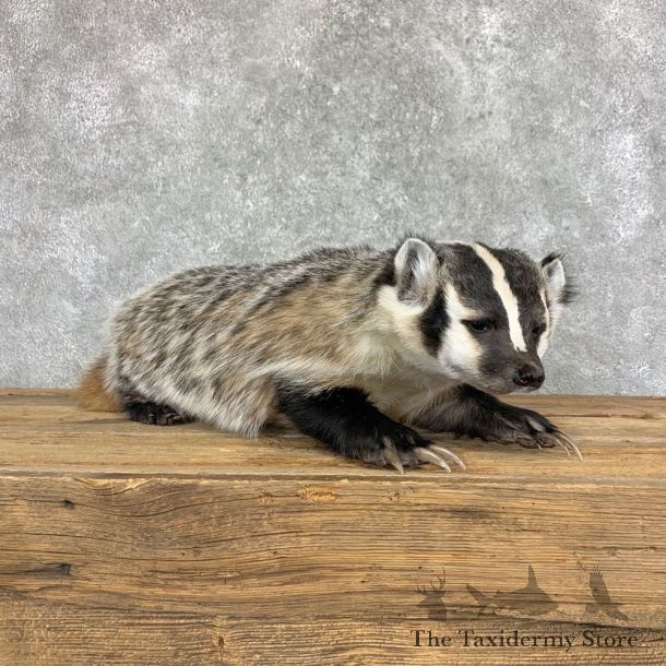 American Badger Life-Size Mount For Sale #22833 @ The Taxidermy Store