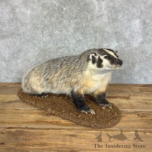 American Badger Life-Size Mount For Sale #22834 @ The Taxidermy Store