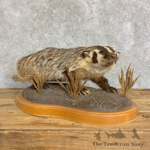American Badger Life-Size Mount For Sale #22835 @ The Taxidermy Store