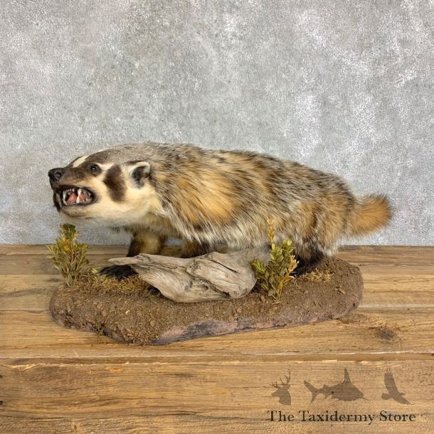 American Badger Life-Size Mount For Sale #22836 @ The Taxidermy Store