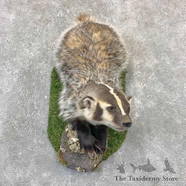 American Badger Life-Size Mount For Sale #23196 @ The Taxidermy Store