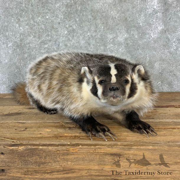 American Badger Life-Size Mount For Sale #23220 @ The Taxidermy Store