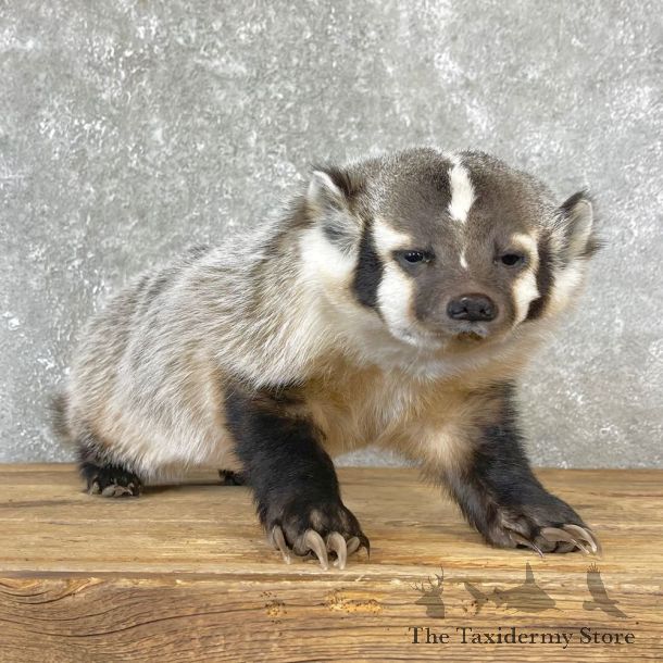 American Badger Life-Size Mount For Sale #24705 @ The Taxidermy Store