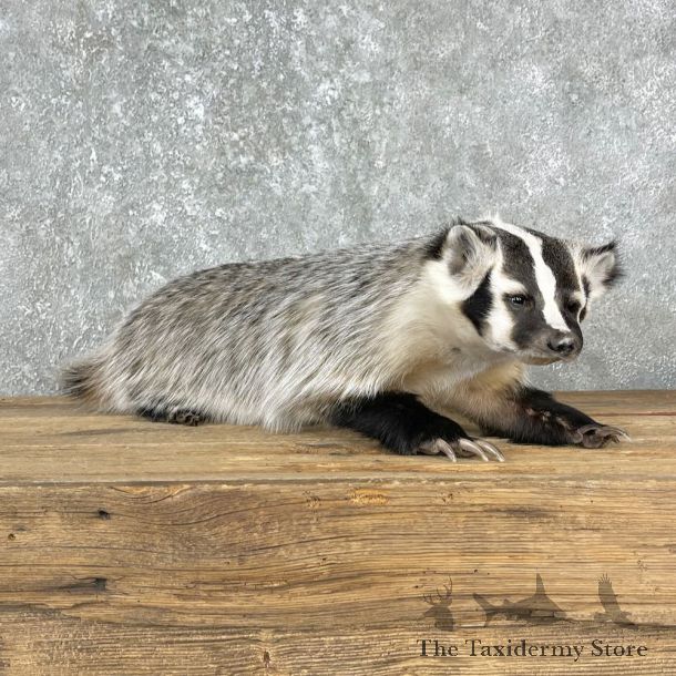 American Badger Life-Size Mount For Sale #25520 @ The Taxidermy Store