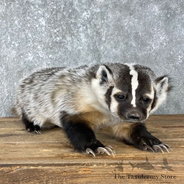 American Badger Life-Size Mount For Sale #25521 @ The Taxidermy Store