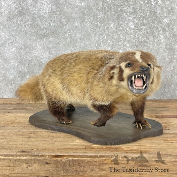 American Badger Life-Size Mount For Sale #26013 @ The Taxidermy Store