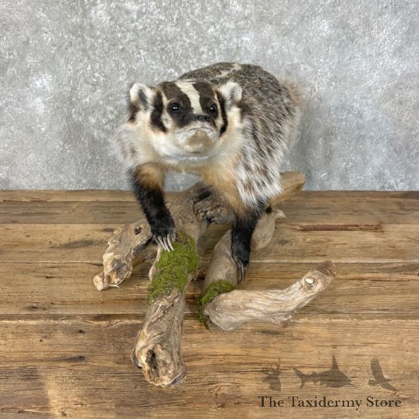 American Badger Life-Size Mount For Sale #27738 @ The Taxidermy Store