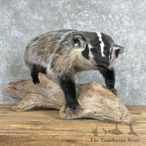 American Badger Life-Size Mount For Sale #28032 @ The Taxidermy Store