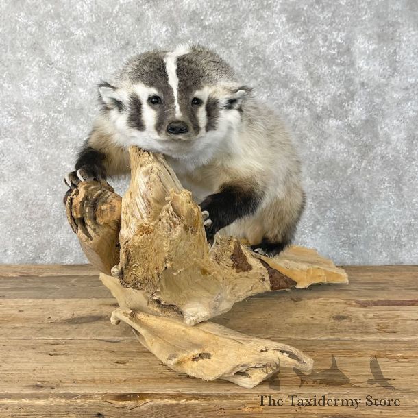 American Badger Life-Size Mount For Sale #28412 @ The Taxidermy Store