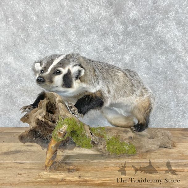 American Badger Life-Size Mount For Sale #28673 @ The Taxidermy Store