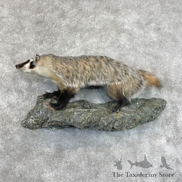 American Badger Life-Size Mount For Sale #28674 @ The Taxidermy Store