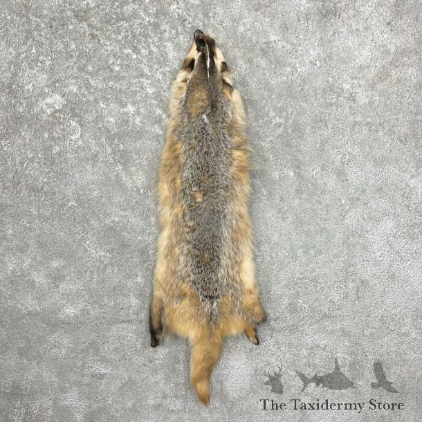 American Badger Tanned Hide For Sale #27050 @ The Taxidermy Store