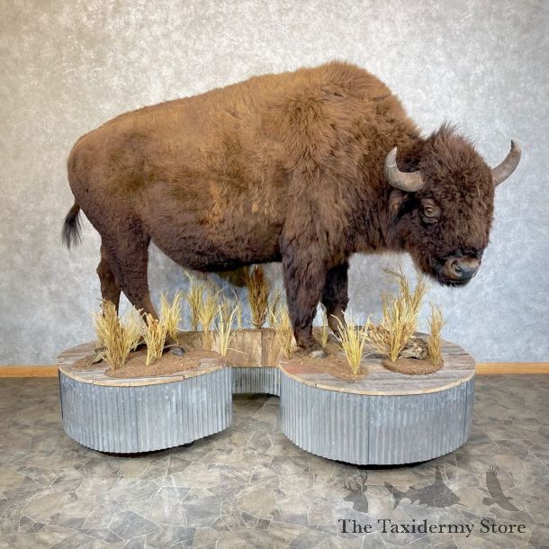 American Bison-Life-Size Mount For Sale #24268 @ The Taxidermy Store