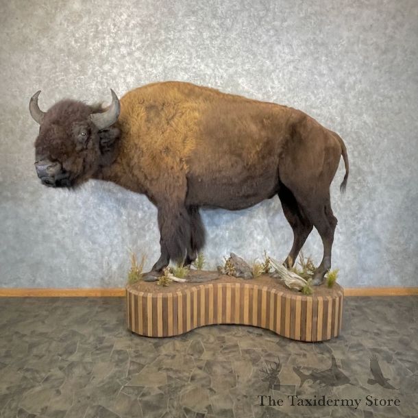 American Bison-Life-Size Mount For Sale #25202 @ The Taxidermy Store