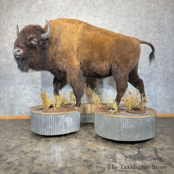American Bison-Life-Size Mount For Sale #19558 @ The Taxidermy Store