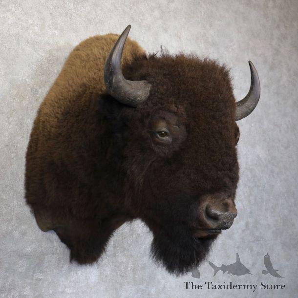 American Bison Shoulder Mount For Sale #22742 @ The Taxidermy Store