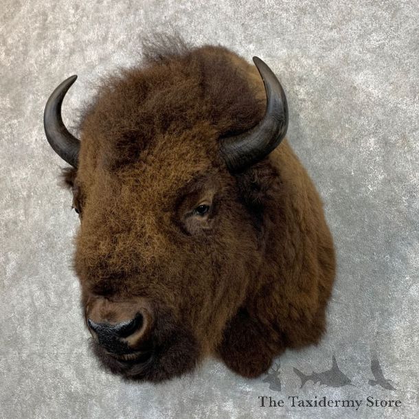 American Bison Shoulder Mount For Sale #23482 @ The Taxidermy Store