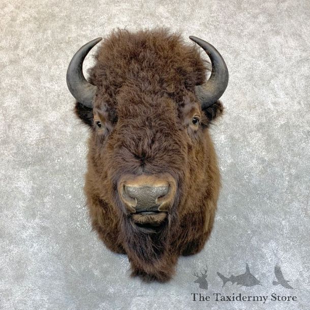 American Bison Shoulder Mount For Sale #23758 @ The Taxidermy Store