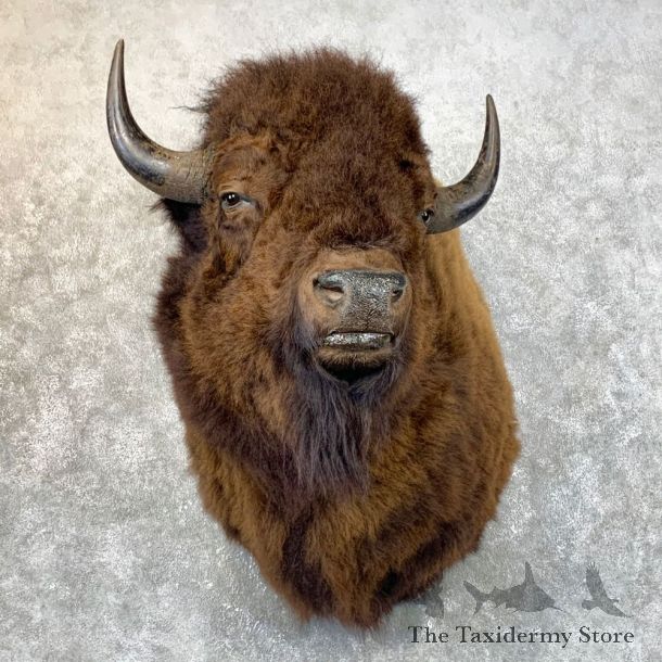 American Bison Shoulder Mount For Sale #23978 @ The Taxidermy Store