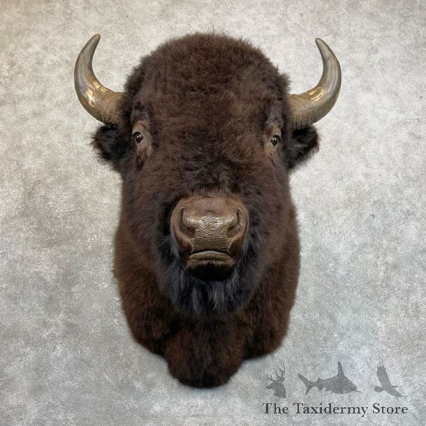 American Bison Shoulder Mount For Sale #24222 @ The Taxidermy Store