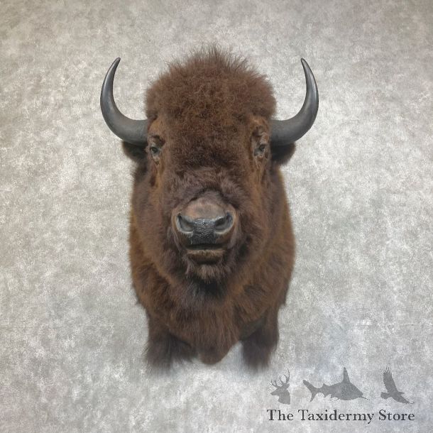 American Bison Shoulder Mount For Sale #25435 @ The Taxidermy Store