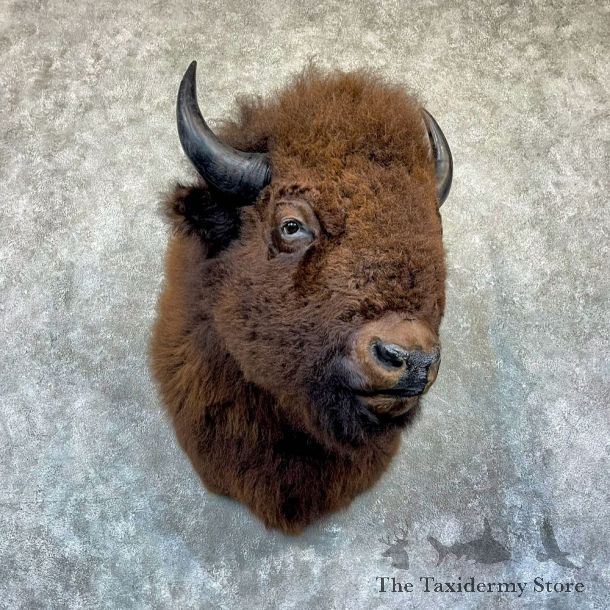 American Bison Shoulder Mount For Sale #26478 @ The Taxidermy Store