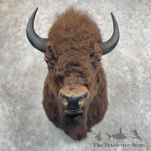 American Bison Shoulder Mount For Sale #27297 @ The Taxidermy Store