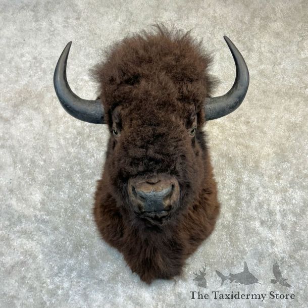 American Bison Shoulder Mount For Sale #27138 @ The Taxidermy Store