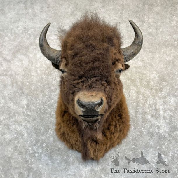 American Bison Shoulder Mount For Sale #28303 @ The Taxidermy Store