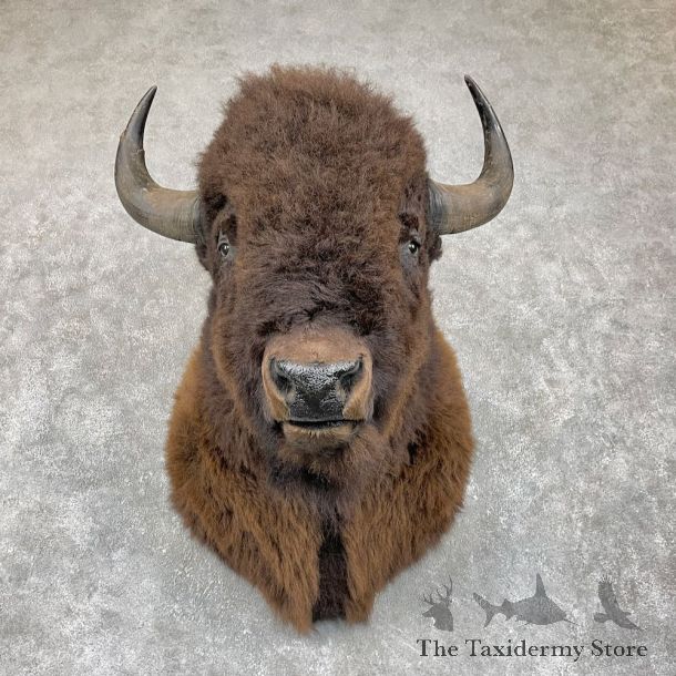 American Bison Shoulder Mount For Sale #25852 @ The Taxidermy Store