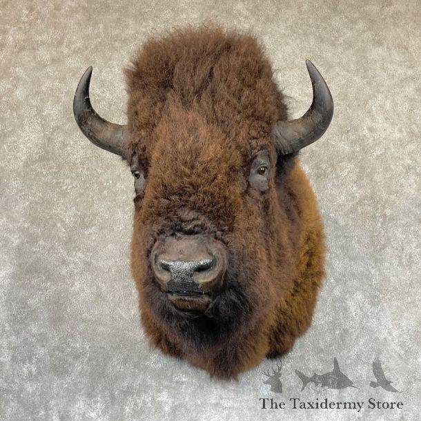 American Buffalo Bison Shoulder Mount For Sale #27043 @ The Taxidermy Store