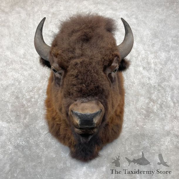 American Buffalo Bison Shoulder Mount For Sale #28337 @ The Taxidermy Store