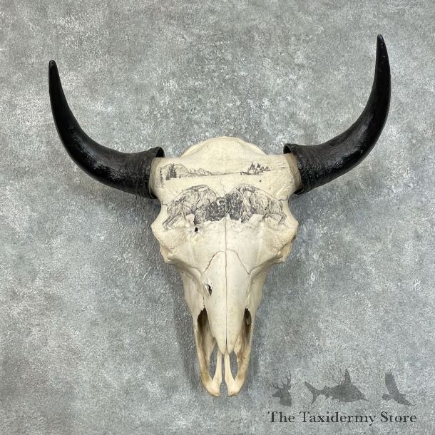 Buffalo Bison Skull Mount For Sale #25724 @ The Taxidermy Store
