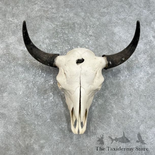 Buffalo Bison Skull Mount For Sale #25823 @ The Taxidermy Store