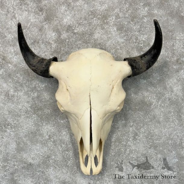 American Buffalo Bison Skull Mount For Sale #28946 @ The Taxidermy Store