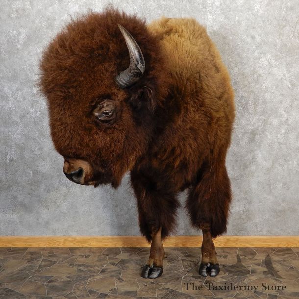 American Buffalo Half Life-Size Mount For Sale #19291 @ The Taxidermy Store