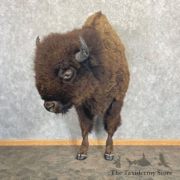 American Buffalo Half Life-Size Mount For Sale #27653 @ The Taxidermy Store