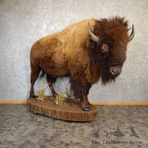 American Buffalo Life-Size Taxidermy Mount For Sale #19266 @ The Taxidermy Store